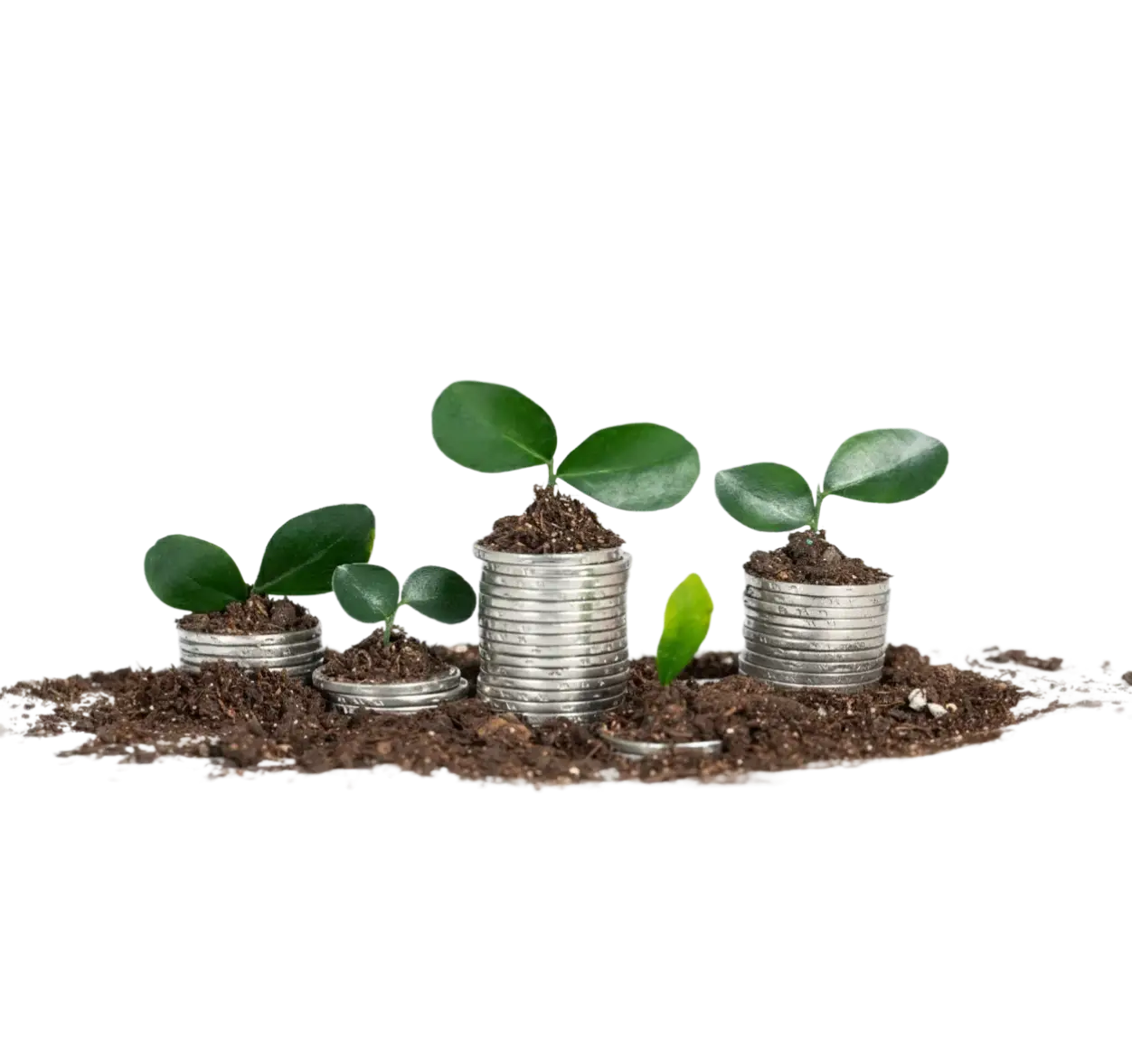 Bolsas de dinero sobre roca